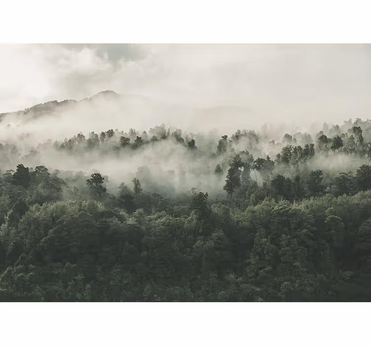 Estore de rolo para cozinha floresta com neblina acima - TenStickers