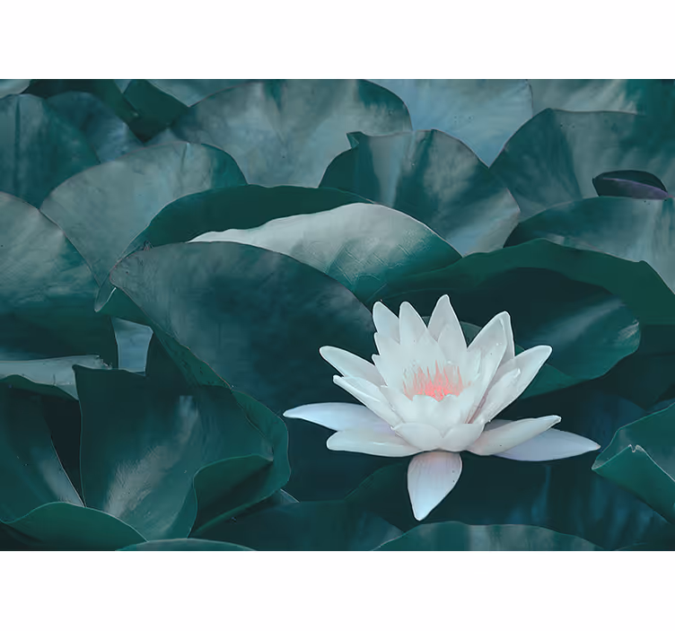 Estore de rolo para cozinha flor de lótus branca zen - TenStickers