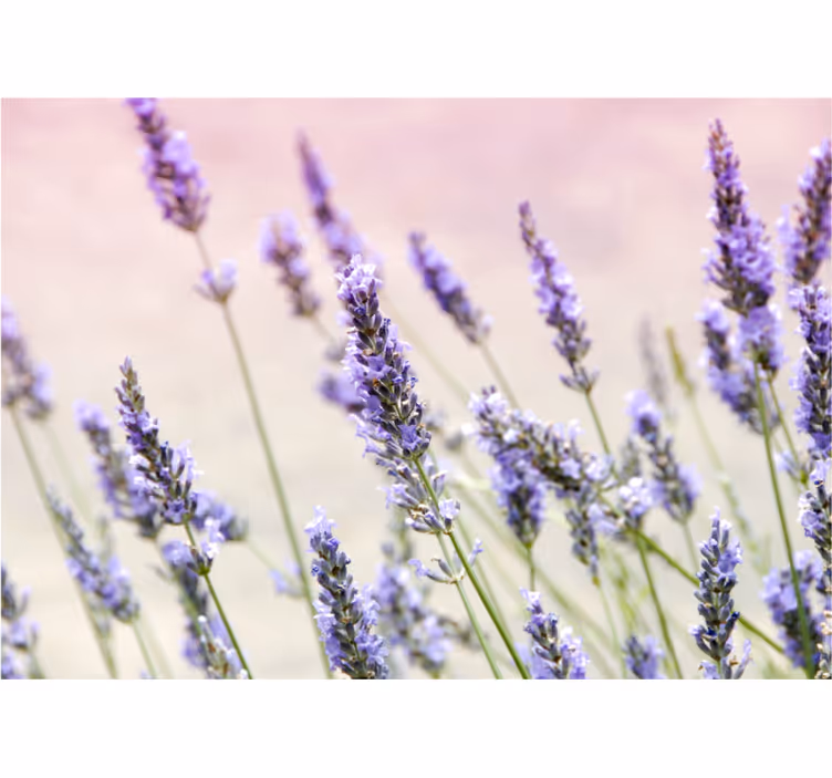 Estore de rolo para cozinha um buquê de flores roxas - TenStickers