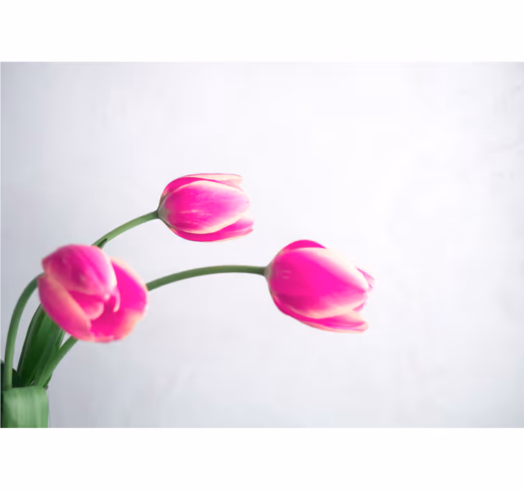 Estore de rolo para cozinha três tulipas fundo branco - TenStickers