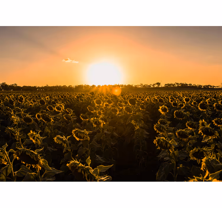 Estore de rolo para sala campo de girassóis ao amanhecer - TenStickers