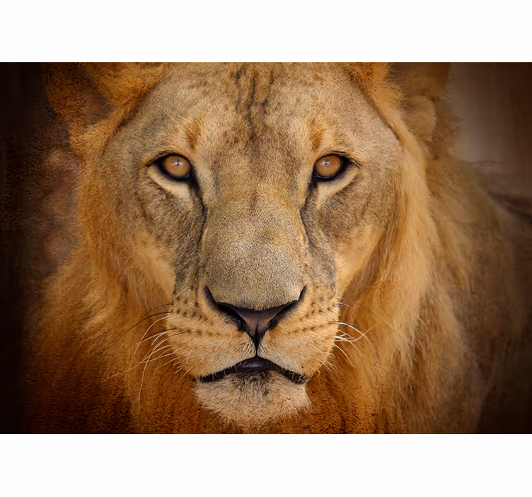 Fotomural de animais leão selvagem - TenStickers