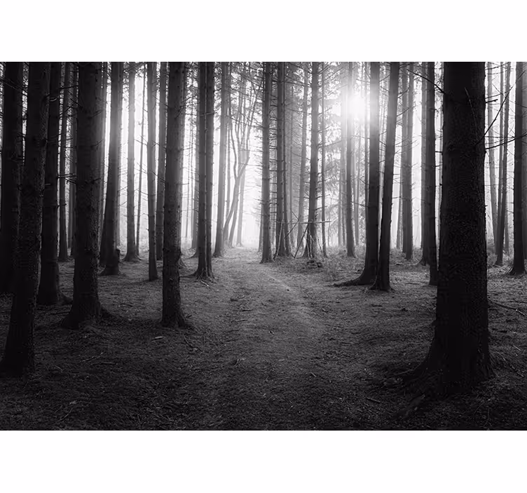 Fotomurais de paisagens Floresta cinza - TenStickers