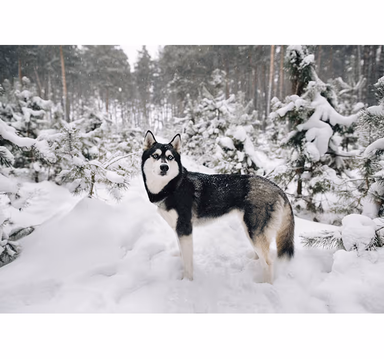 Mural de parede de natureza Husky no inverno - TenStickers