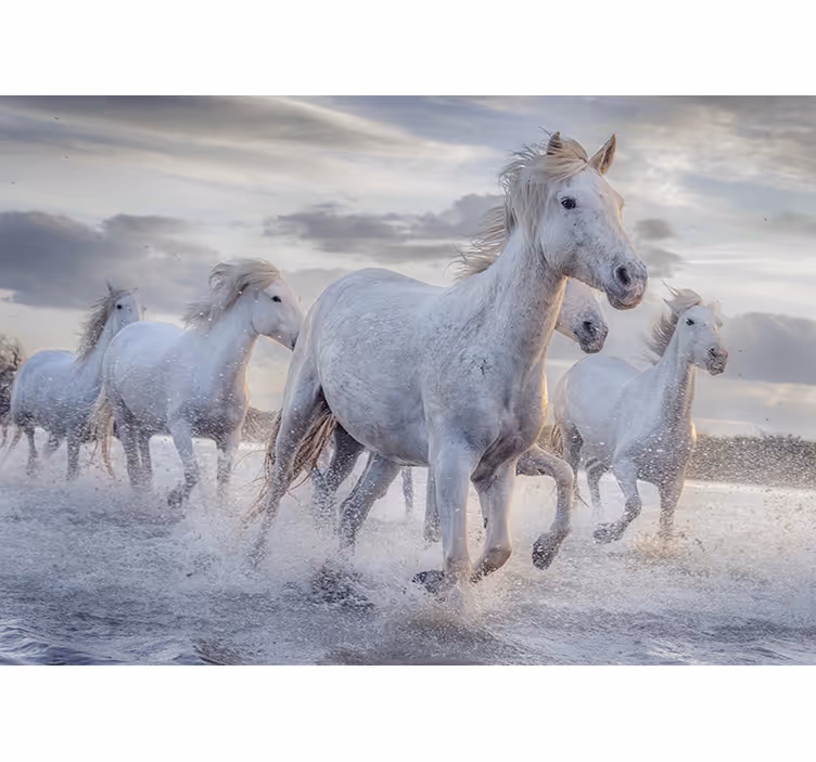 Mural de parede decorativo cavalos na água - TenStickers