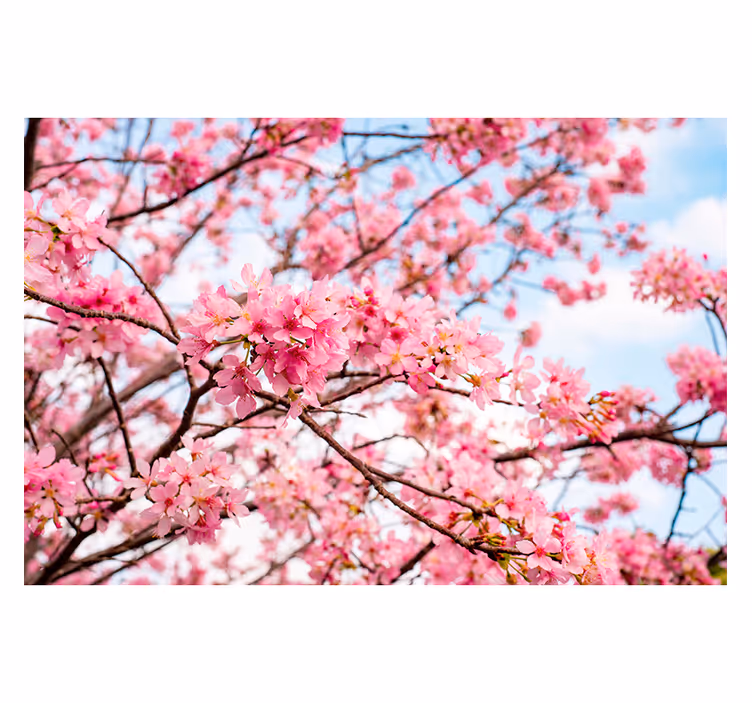 Fotomurais de paisagens Flor de cerejeira fundo do céu - TenStickers