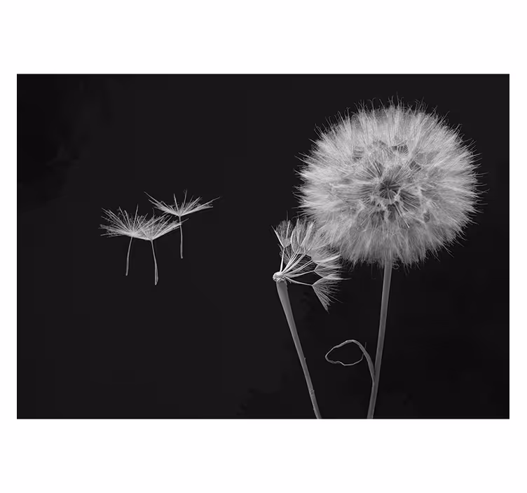 Fotomurais flores Cabeça de dente de leão com sementes - TenStickers