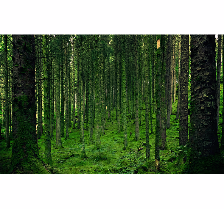 Fotomurais de paisagens polaco mágico - TenStickers
