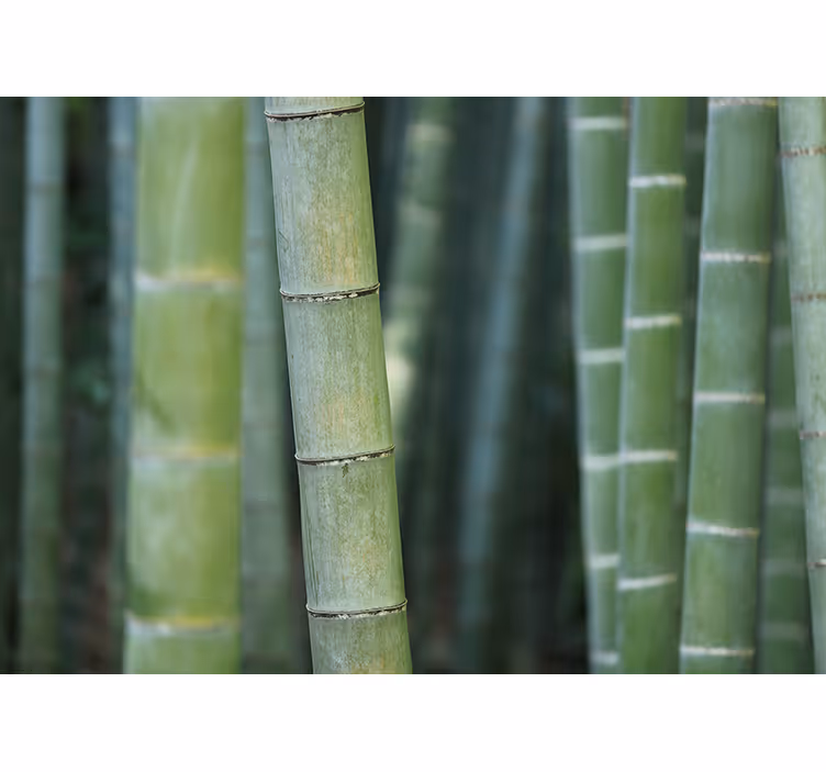 Mural de parede bambu floresta de bambu luxuriante - TenStickers