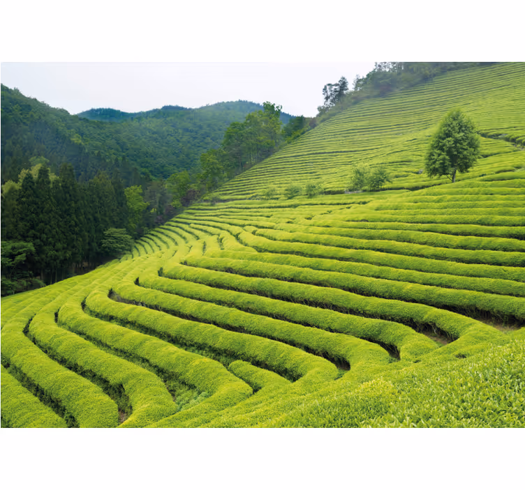 Fotomurais de paisagens Campo de chá coreano - TenStickers