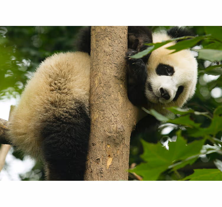 Fotomurais de paisagens Panda pendurado em uma árvore - TenStickers
