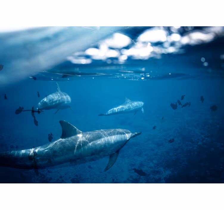 Mural de parede mar encontro com golfinhos subaquáticos - TenStickers