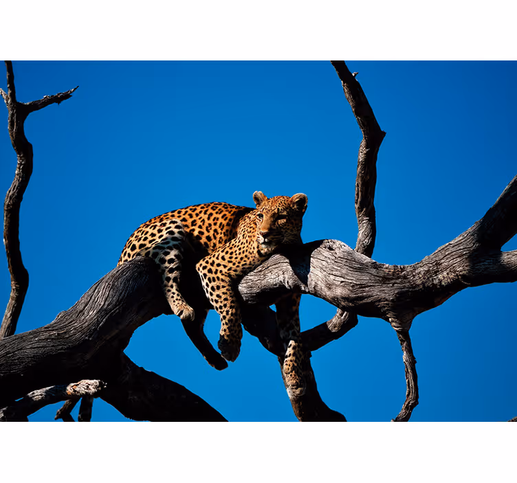 Fotomurais de paisagens Leopardo deitado na árvore - TenStickers