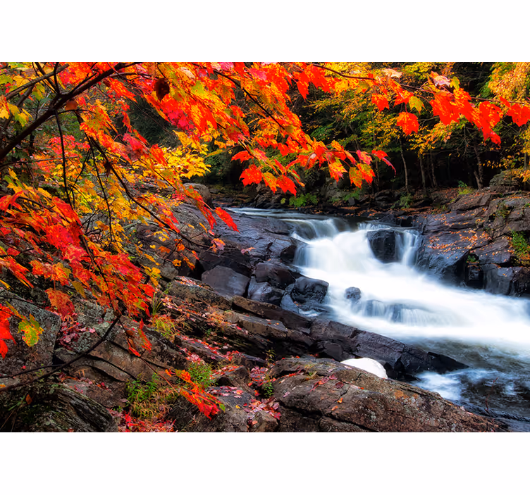 Fotomurais de paisagens Paisagem de outono com folhas - TenStickers