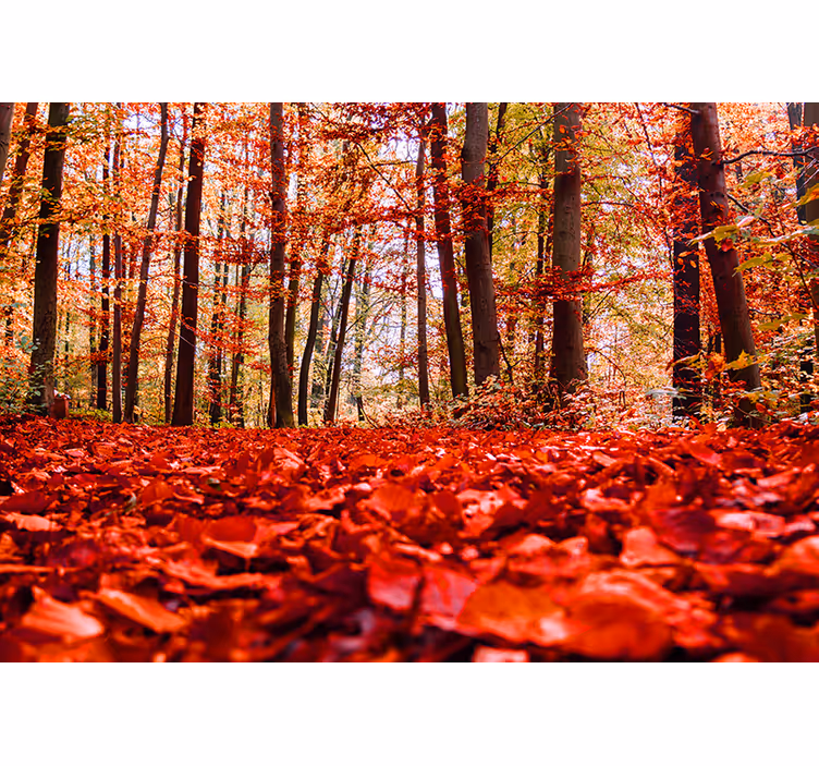 Fotomurais de paisagens Folhas vermelhas - TenStickers