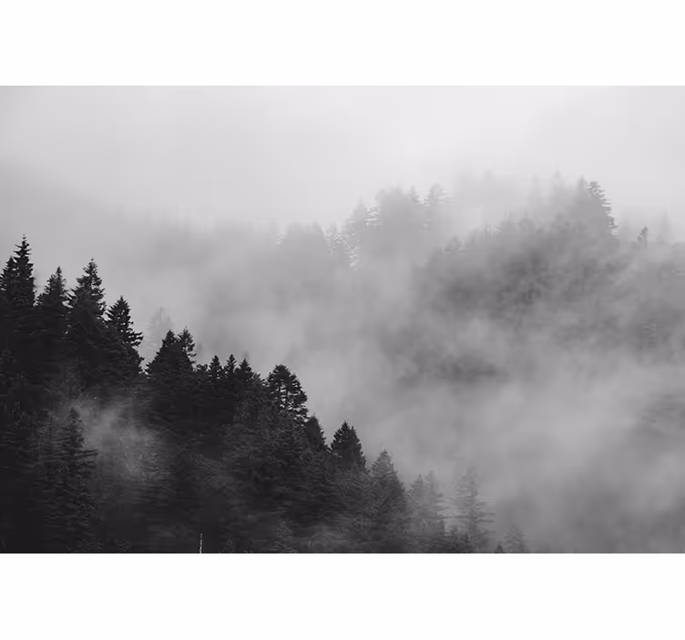 Fotomurais de paisagens Floresta enevoada preto e branco - TenStickers