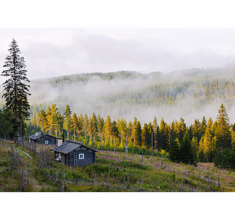 Fotomurais de paisagens Floresta nublada colorida - TenStickers