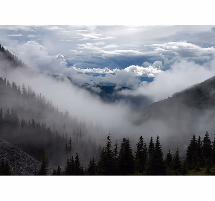 Fotomurais de paisagens Ampla visão da floresta - TenStickers