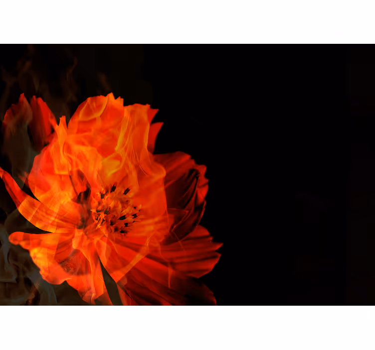Murais de Parede Flor de fogo - TenStickers