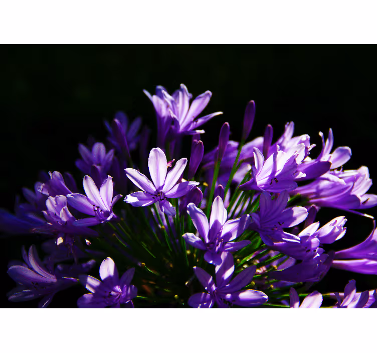 Fotomurais cidades e países Flores roxas - TenStickers