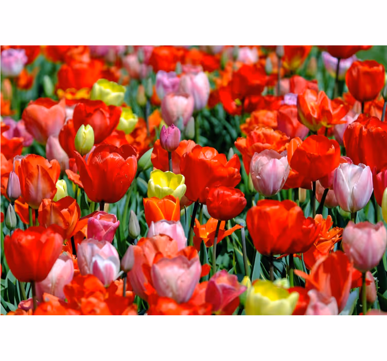 Fotomurais flores campo de tulipas coloridas - TenStickers