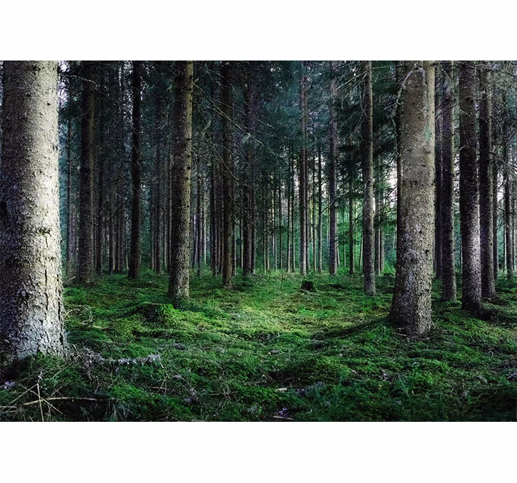 Fotomurais de paisagens Floresta tropical úmida - TenStickers