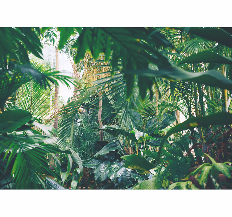 Fotomurais de paisagens Vegetação florestal folhas verdes - TenStickers