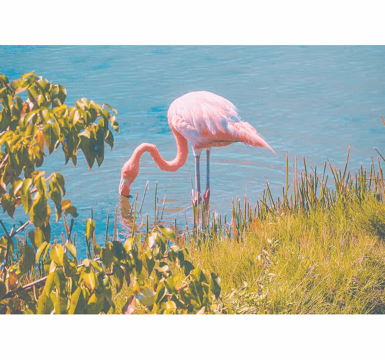 Fotomurais de paisagens Flamingo na água - TenStickers