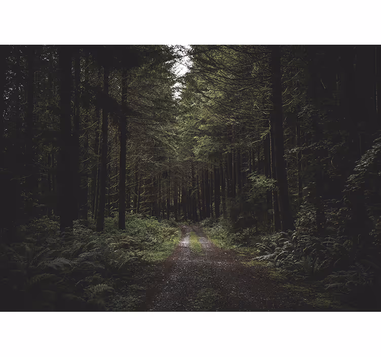Fotomurais de paisagens Rua através de uma floresta escura - TenStickers