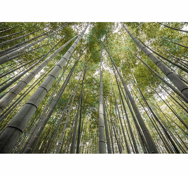 Mural de parede bambu floresta alta de bambu - TenStickers