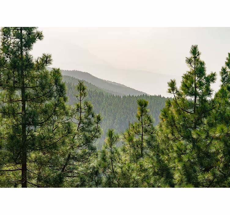 Fotomurais de paisagens Copas das árvores vistas de cima - TenStickers