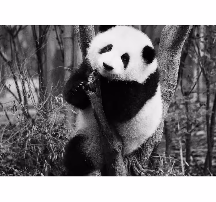 Mural de parede animais panda na Árvore - TenStickers