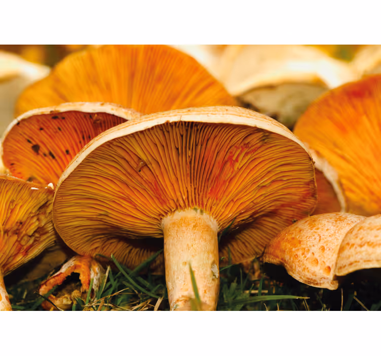 Fotomurais de paisagens Cogumelo selvagem poros laranja - TenStickers