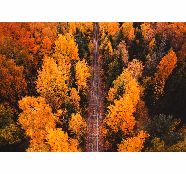 Fotomurais de paisagens trilha da floresta no outono - TenStickers