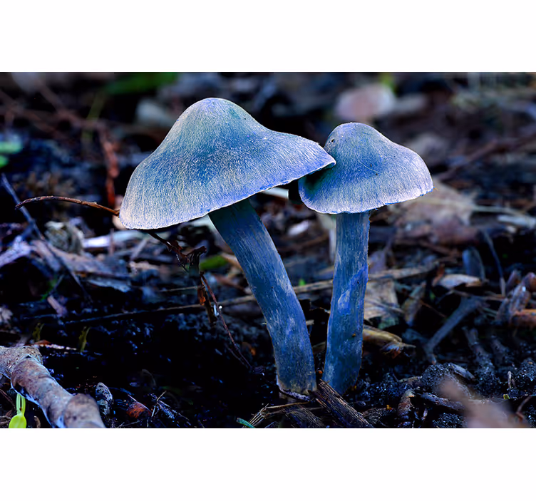 Fotomurais de paisagens Cogumelos e folhas azuis - TenStickers