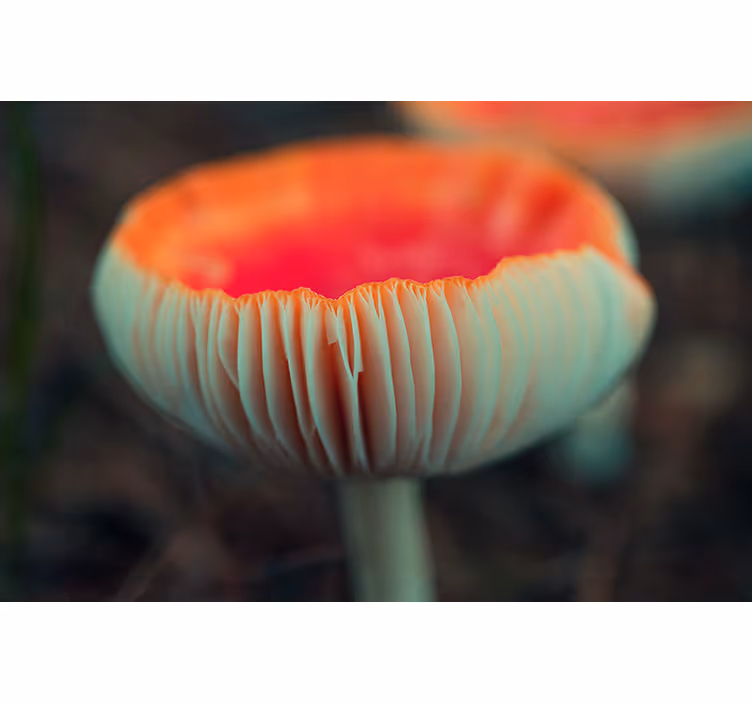 Fotomurais de paisagens Guelras de cogumelo vermelho - TenStickers
