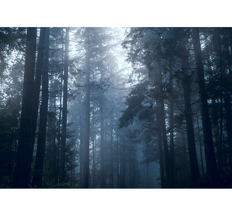 Fotomurais de paisagens Floresta nebulosa de árvores - TenStickers