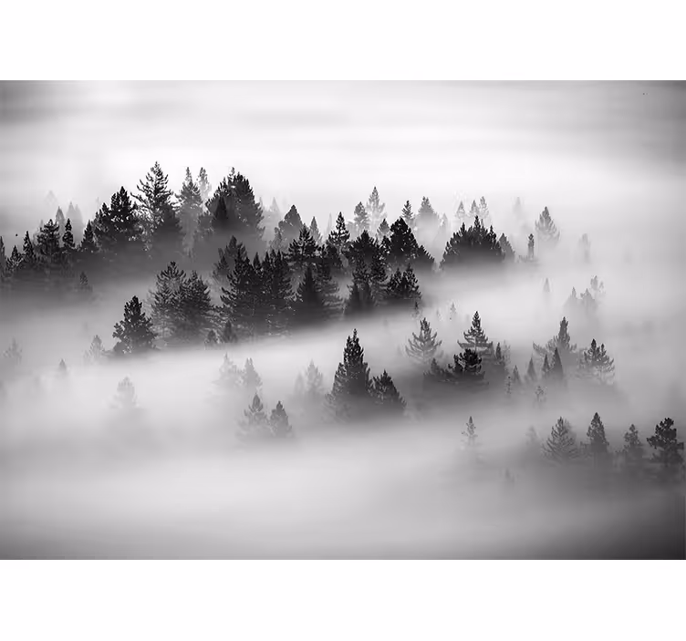 Fotomurais de paisagens Floresta encantada - TenStickers