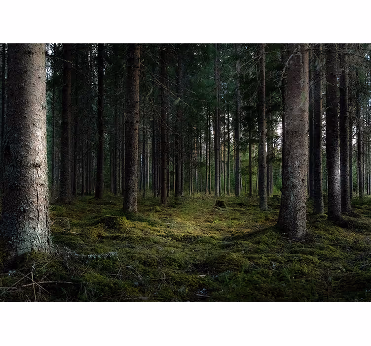 árvores no fotomural da parede da natureza da floresta - TenStickers