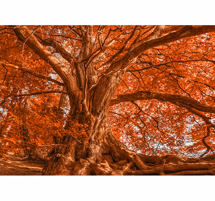Fotomurais de paisagens Grande bela árvore de outono - TenStickers