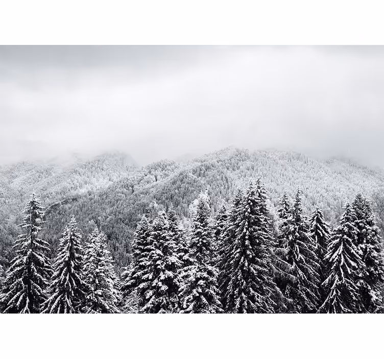 Fotomurais de paisagens Floresta de neve com pinheiros - TenStickers