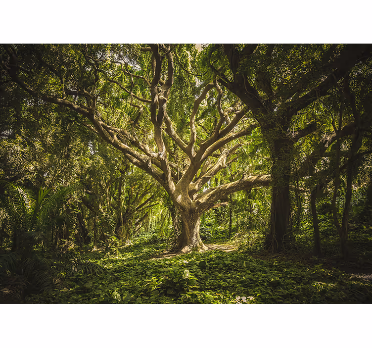 Fotomurais de paisagens Lugar verde encantado na floresta - TenStickers