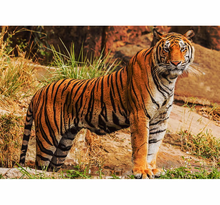 Mural de parede animais presença do tigre majestoso - TenStickers