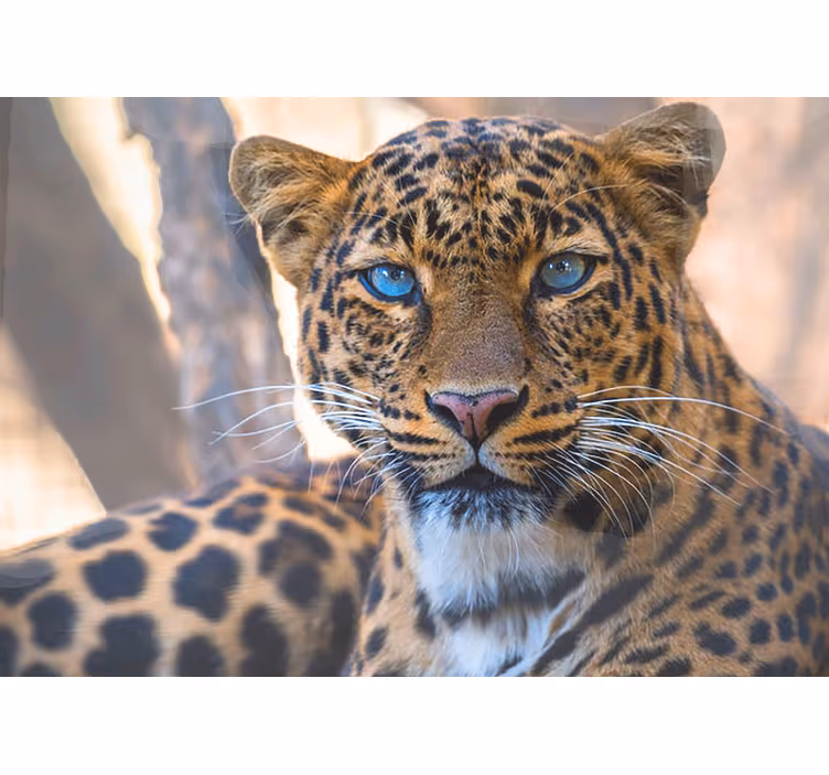 Mural de parede animais retrato de leopardo ampliado - TenStickers