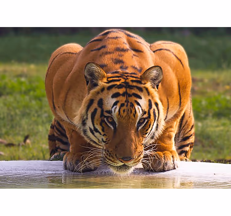Mural de parede animais posição do tigre regal - TenStickers