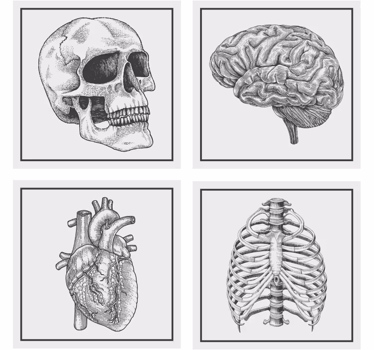 Bases para copos crânio anatomia coração esqueleto - TenStickers