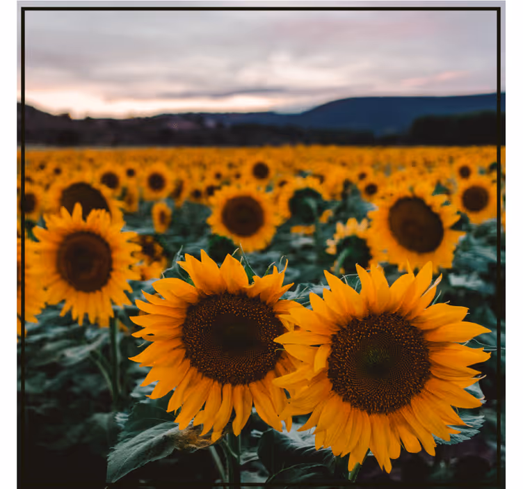 Bases para copos personalizáveis foto de campo de girassóis - TenStickers