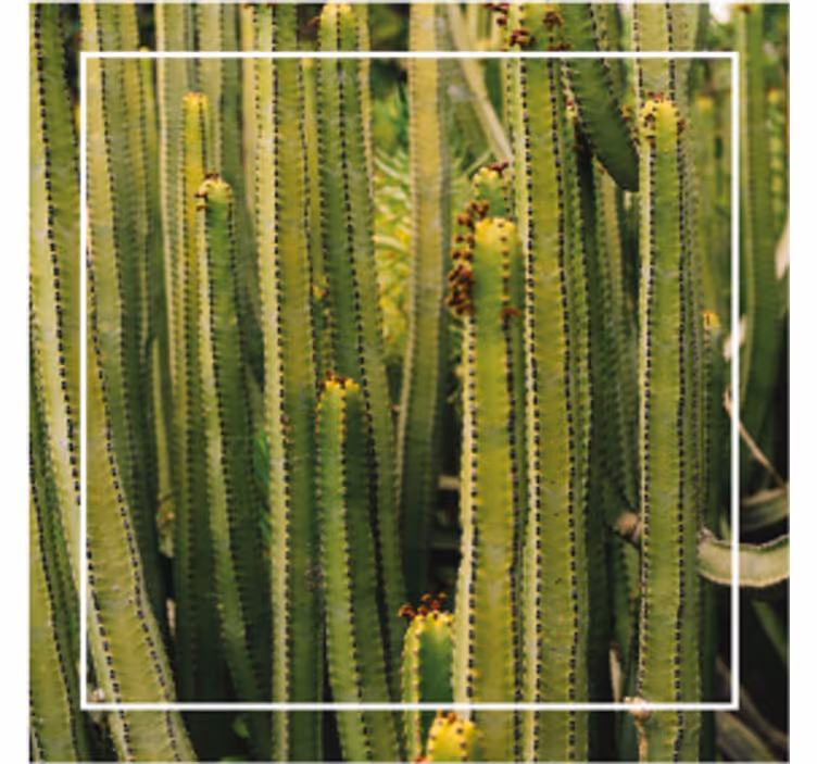 Bases para copos de texturas Plantas do deserto e cactos - TenStickers