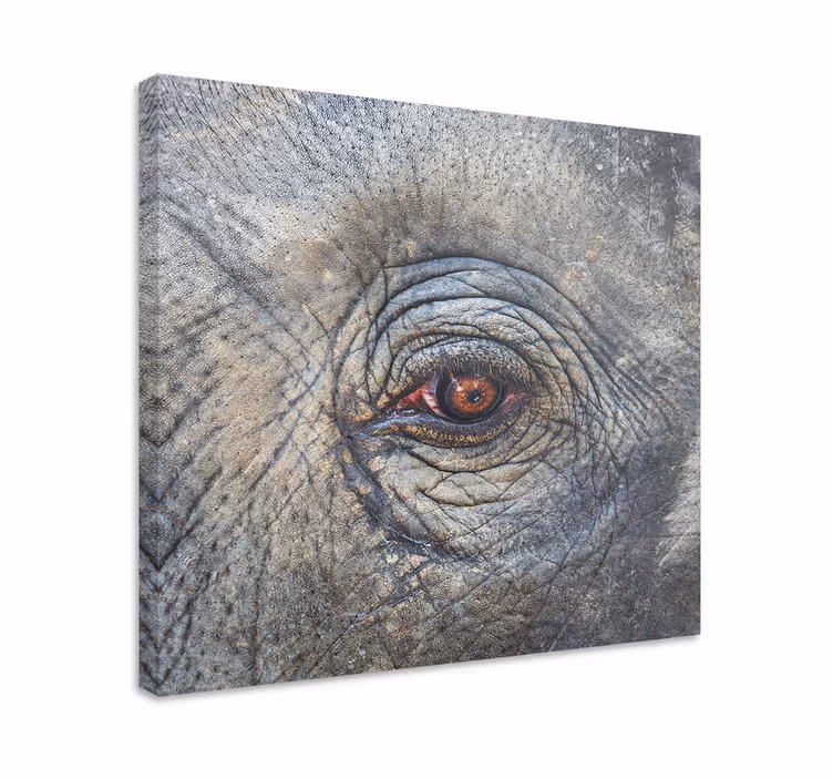 Quadro de elefantes Elefante de perto - TenStickers