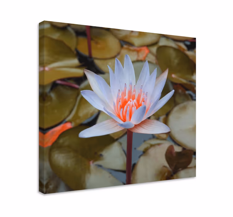 Quadro de flores lírio d'Água delicado - TenStickers